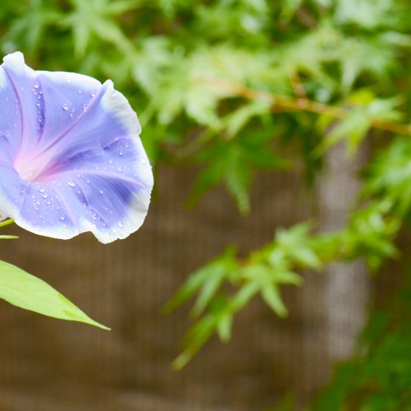 Asagao, Japanese Morning&nbsp;Glory